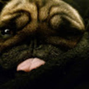 Meet your Posher, Keira